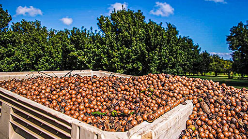 Norella Macadamia