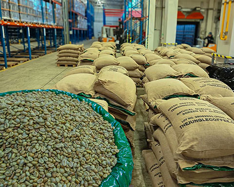 Green Coffee Beans